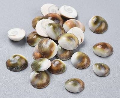 Shiva eye shell 10 to 12 mm