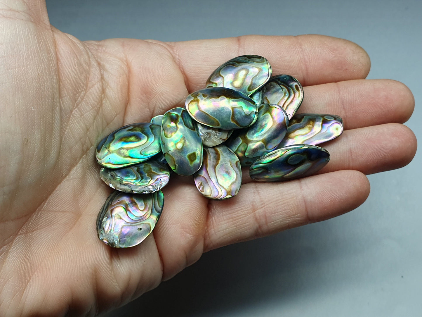 Drilled Abalone - oval - 20 - 26 mm