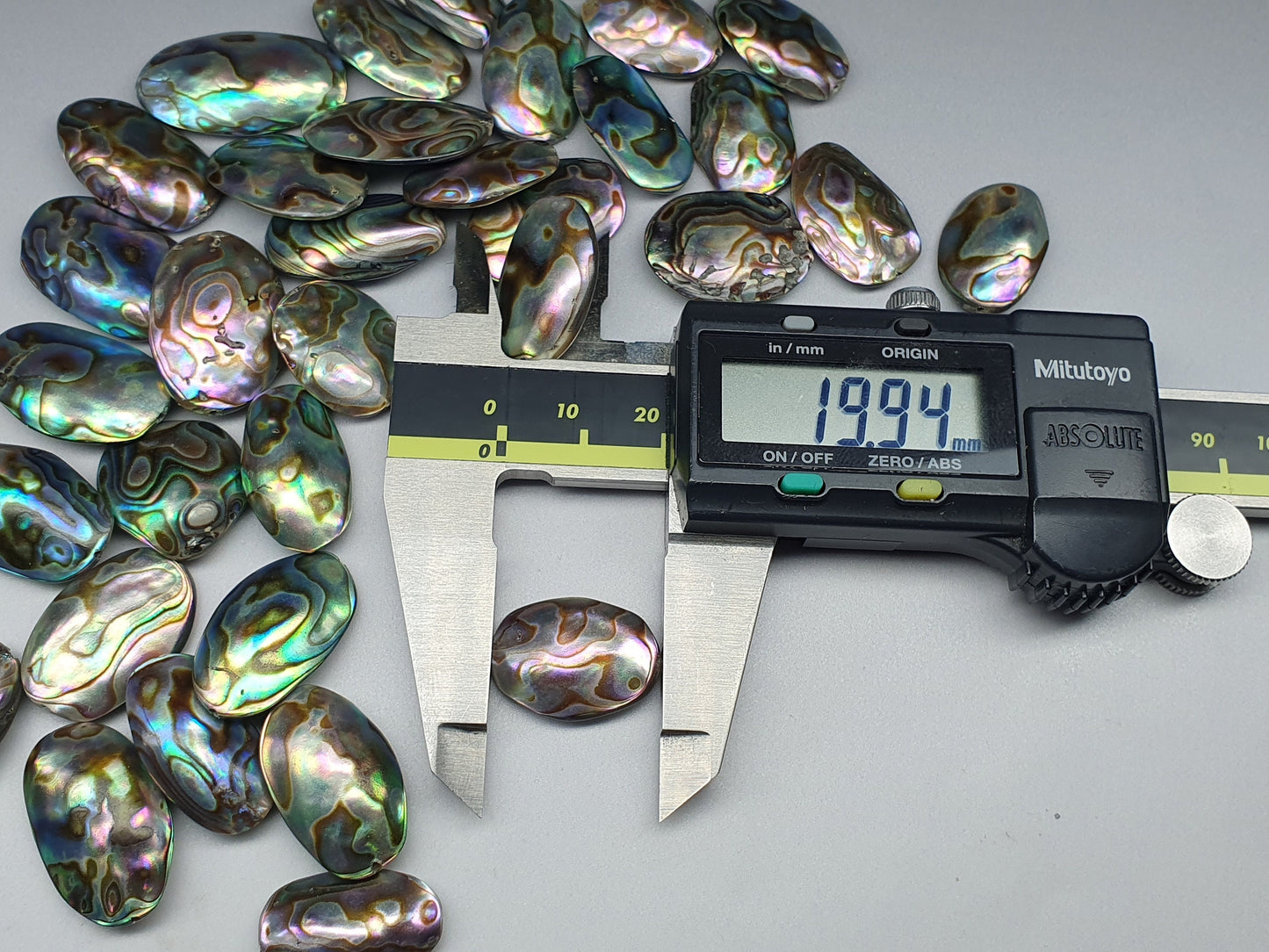 Drilled Abalone - oval - 20 - 26 mm