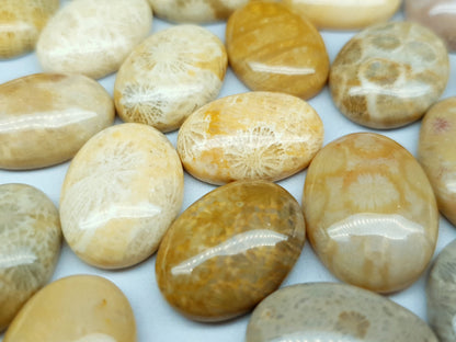 Agatized beige coral fossil cabochon - 16-18 mm - oval