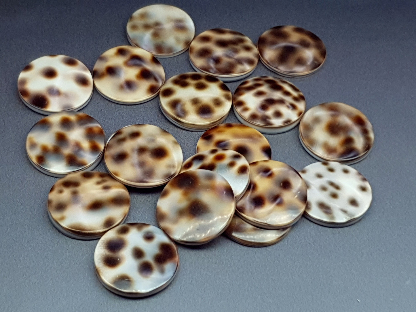 Tiger shell cabochon - round - 18 mm