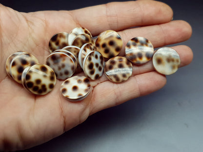 Tiger shell cabochon - round - 18 mm