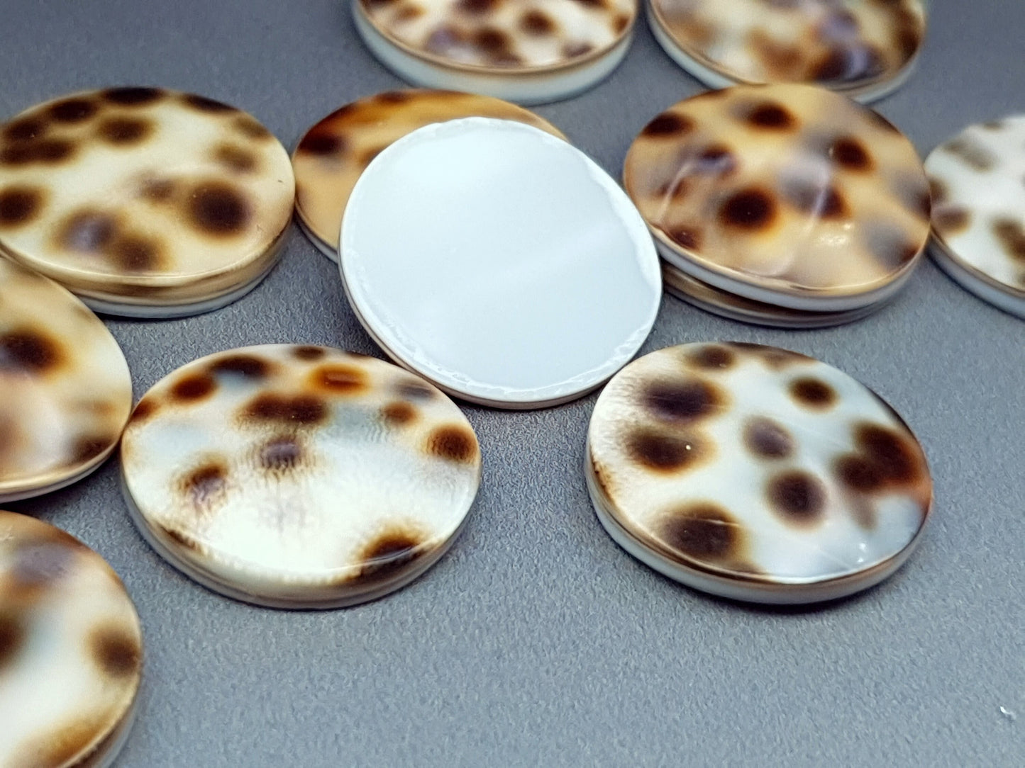 Tiger shell cabochon - round - 18 mm