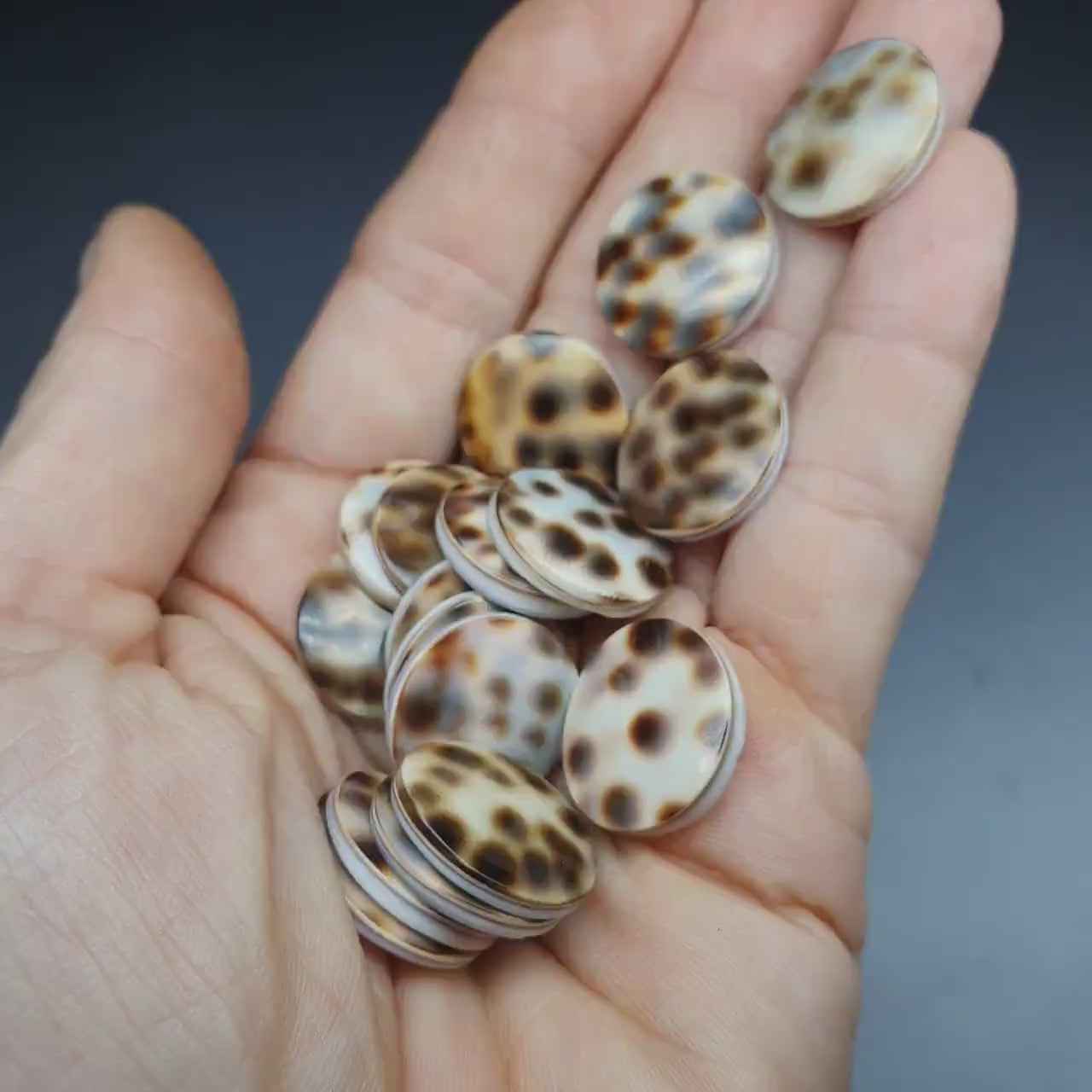 Tiger shell cabochon - round - 18 mm